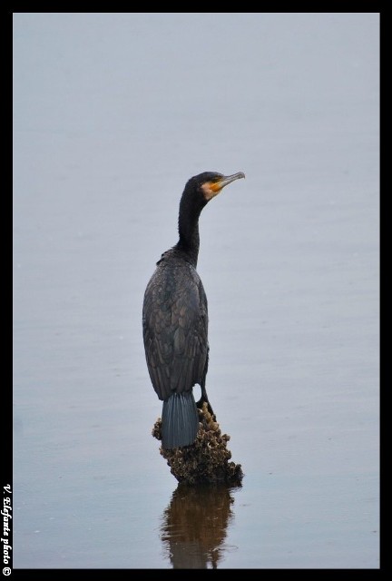 Cormorani al Lago Patria